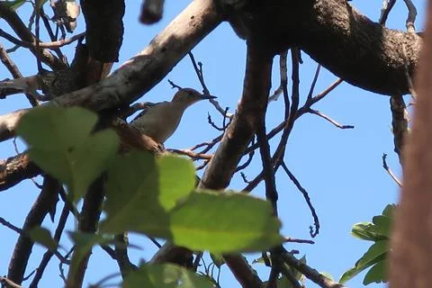 Bird between branches Stock Photos