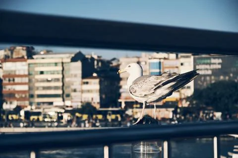 Bird between Irons 스톡 사진