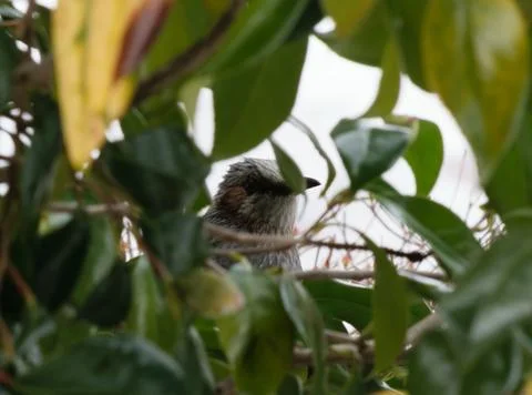 Bird in between leaves Stock Photos