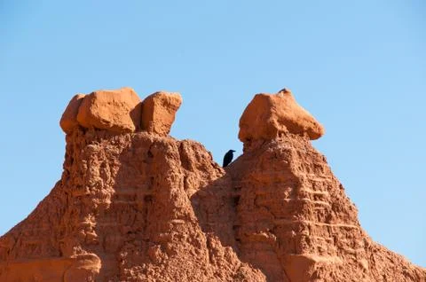 A Bird is Between Stock Photos