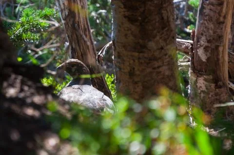Bird between trees Stock Photos