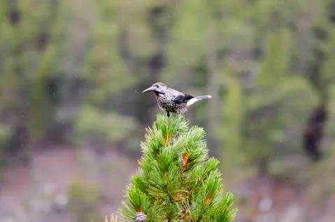 Bird with a big beak Stock Photos