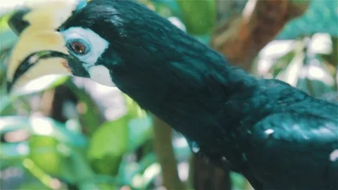 Bird with big eyelashes Indonesia Stock Footage 70295341
