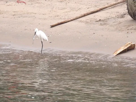 Bird with a big fish. Видео 82267707
