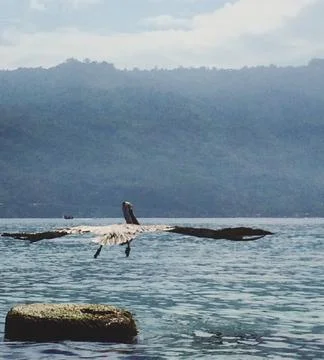 Bird with big wings taking off Stock Photos