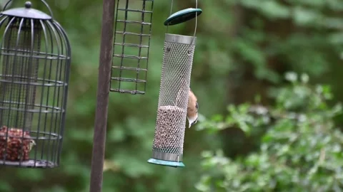 Bird at a bird feeder Stock Footage 280059383
