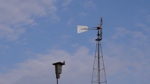 Bird on bird house Stock Footage 76167674