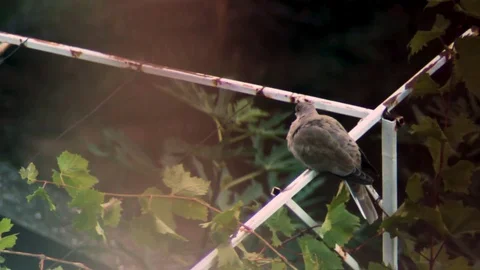 Bird From Bird Perspective Stock Footage 81355521