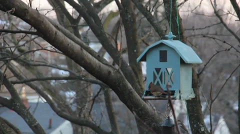 Bird at Birdfeeder 動画素材 34260162