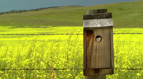 Bird in Birdhouse Stock-Footage 32144148