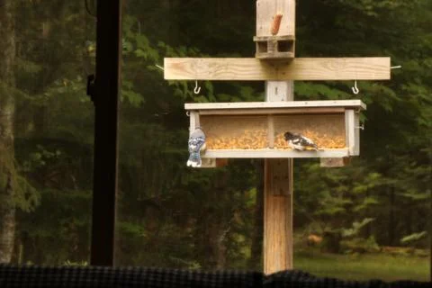 Bird on a Birdpost Stock Photos