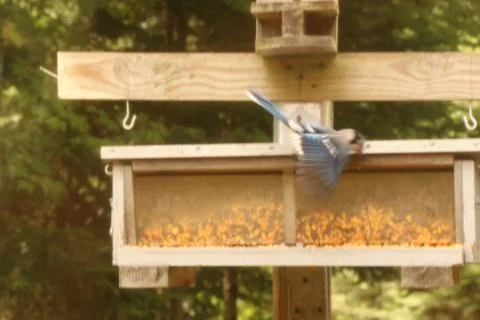 Bird on a Birdpost 写真素材