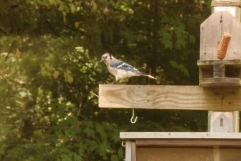 Bird on a Birdpost 写真素材