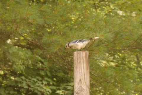 Bird on a Birdpost Stock Photos