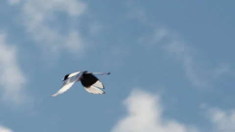 A bird with black and white feathers is captured mid flight against a bright, Stock Footage 335363108