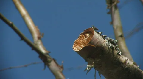 Bird Black-capped chickadee picks up bark for nest Stock Footage 629962