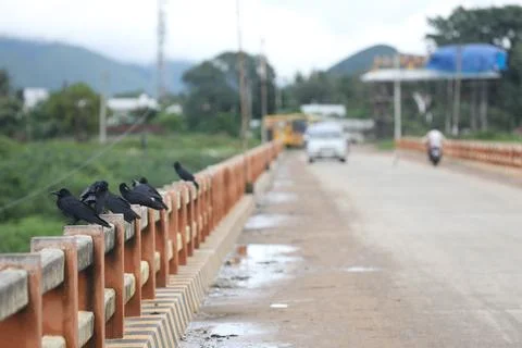 Bird Black Crows on bridge Foto stock