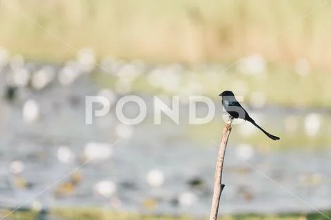 Bird (Black Drongo) on tree in nature wild Stock Photos