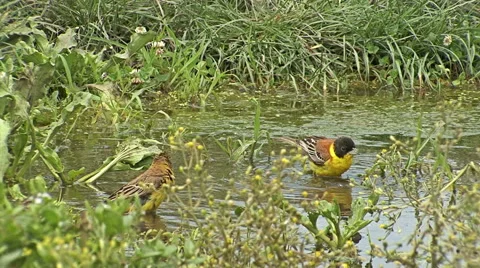 Bird Black-headed Bunting bathing in the water during hot day in the summer Stock-Footage 45111318