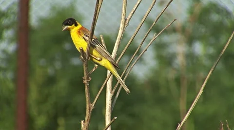 Bird Black-headed Bunting perching and singing on the branch after migration Stock Footage 45111592