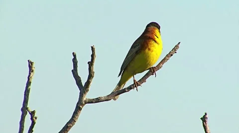 Bird Black-headed Bunting singing on a branch and perching after migration Stockbeeldmateriaal 45202988
