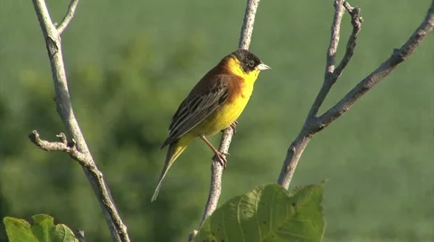Bird Black-headed Bunting singing on a branch and perching after migration Stock Footage 45203069