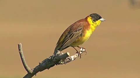 Bird Black-headed Bunting singing on a branch and perching after migration Vídeo Stock 45203342