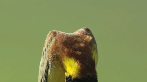 Bird Black-headed Bunting singing on a branch and perching after migration Stockbeeldmateriaal 45203515