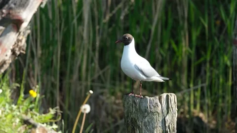 Bird black-headed gull Video stock 274797583