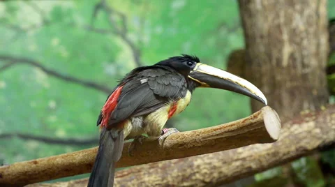 Bird, Black-necked aracari Stock Footage 44027589