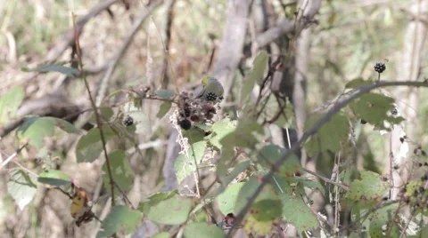 Bird In Blackberry Bush Stock Footage 44235628