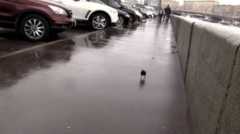 Bird, blackbird on the road Stock Footage 41813409