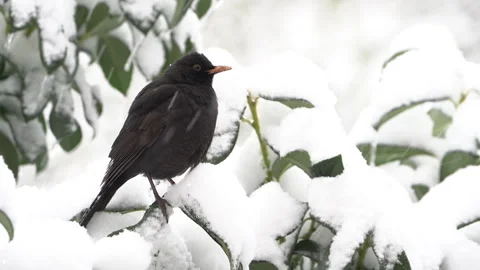 Bird (blackbird) in snow Stock Footage 273077616