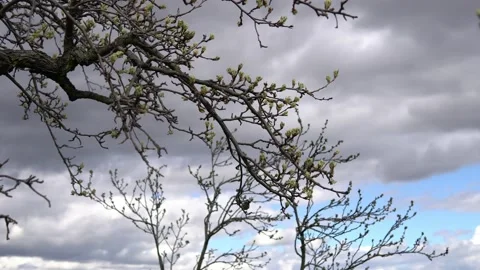 Bird on blossoming tree 스톡 동영상 236819023