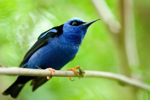 Bird with blue feathers Stock Photos