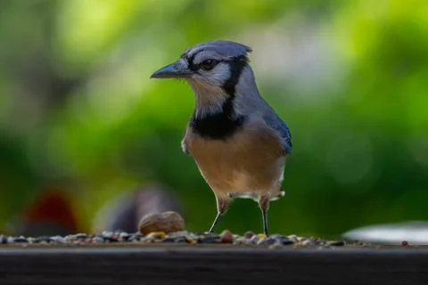Bird. Blue jay bird. Stock Photos
