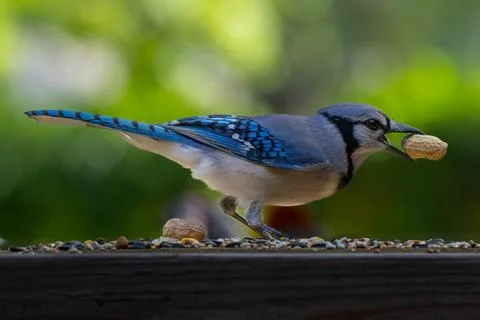 Bird. Blue jay bird. Stock Photos