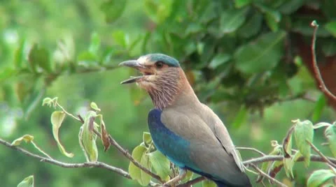 Bird-Blue Jay 스톡 동영상 11909696