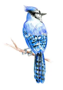 Bird Blue Jay Stock Illustration