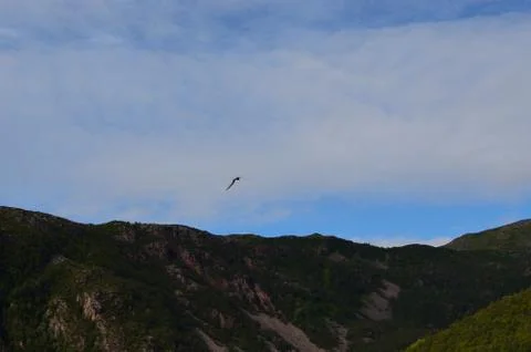 Bird on blue sky over mountain Stock Photos
