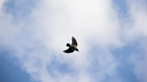 Bird In The Blue Sky 写真素材