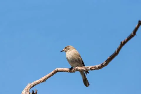 Bird in the blue sky Stock Photos