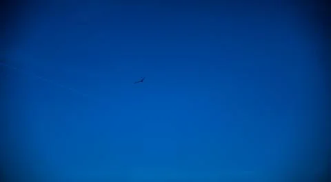 Bird in the blue sky Stock Photos