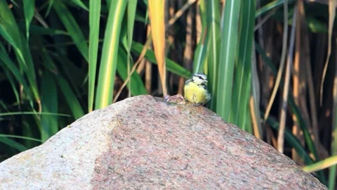 Bird blue tit bathing in garden Fountain Water, Parus caeruleus, Stock Footage 231034811