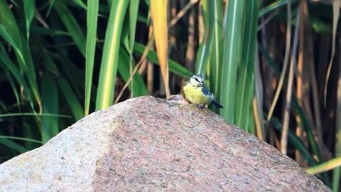 Bird blue tit bathing in garden Fountain Water, Parus caeruleus, Stock Footage 241915390