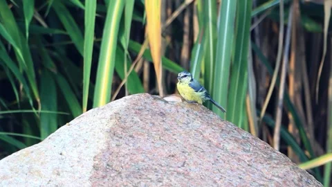 Bird blue tit bathing in garden Fountain Water, Parus caeruleus, Stock Footage 246306592