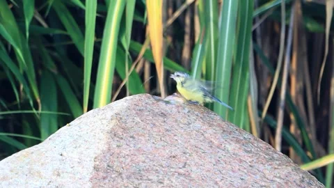 Bird blue tit bathing in garden Fountain Water, Parus caeruleus, Video stock 246307895