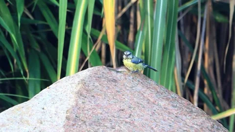 Bird blue tit bathing in garden Fountain Water, Parus caeruleus, Stock Footage 290787988