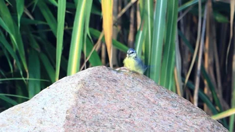 Bird blue tit bathing in garden Fountain Water, Parus caeruleus, Stock Footage 290789568