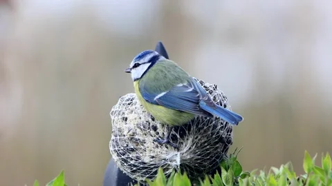 Bird blue tit eats fat bird seed,  zoom in, Parus caeruleus Stock Footage 244253173